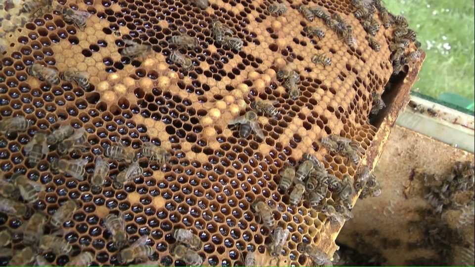 蜂巢蜂巢上的蜜蜂