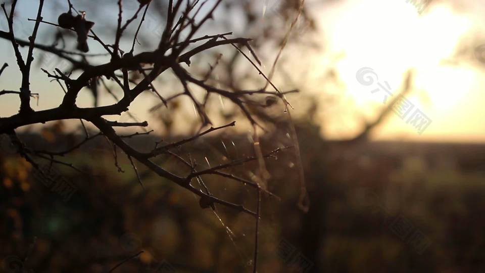 森塞特的树枝上的蜘蛛网