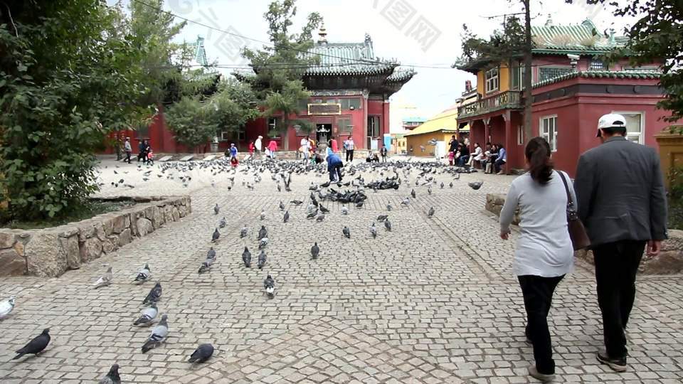 蒙古的鸽子