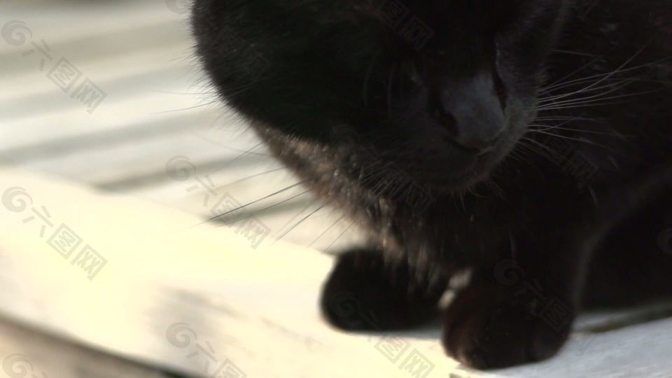 慢动作猫头转向