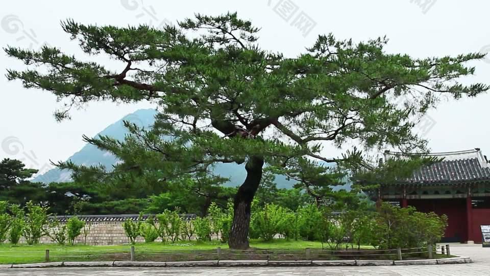 老树在景福宫，韩国