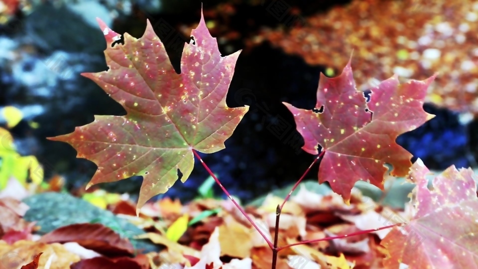 秋季枫叶景色视频素材设计