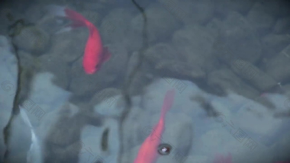 池塘金鱼视频素材