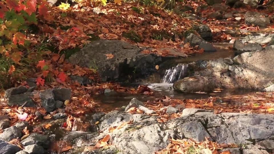 自然风景落叶水流视频