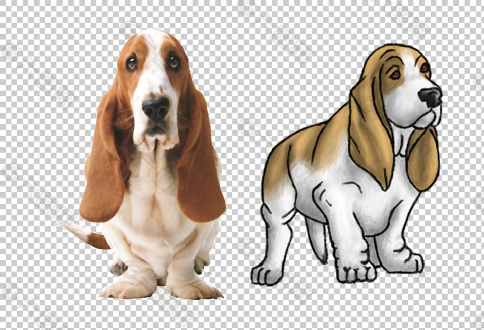 巴吉度猎犬免抠png透明图层素材