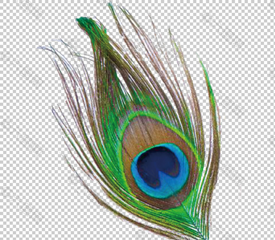 孔雀羽毛绘画免抠png透明图层素材