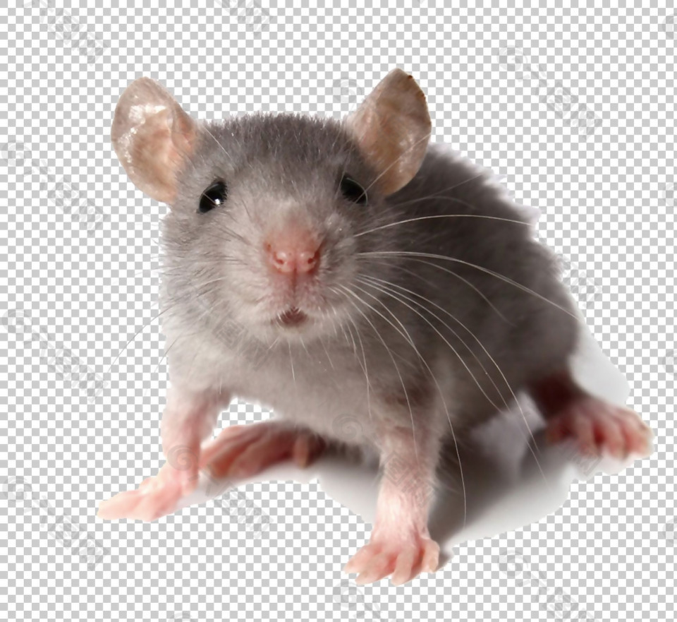可爱小老鼠图片免抠png透明图层素材