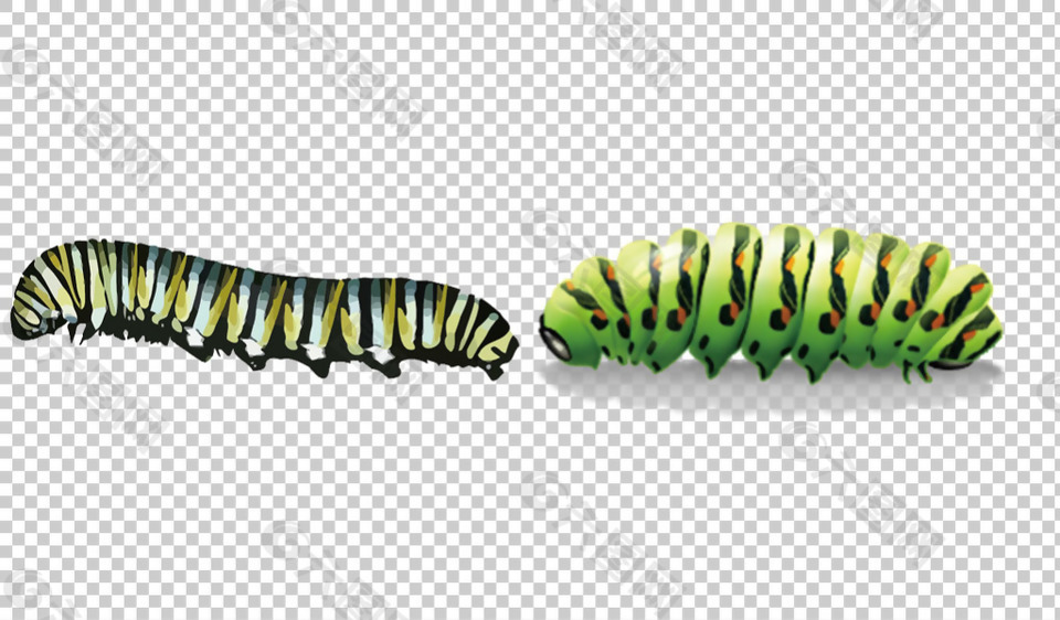绿色毛毛虫免抠png透明图层素材
