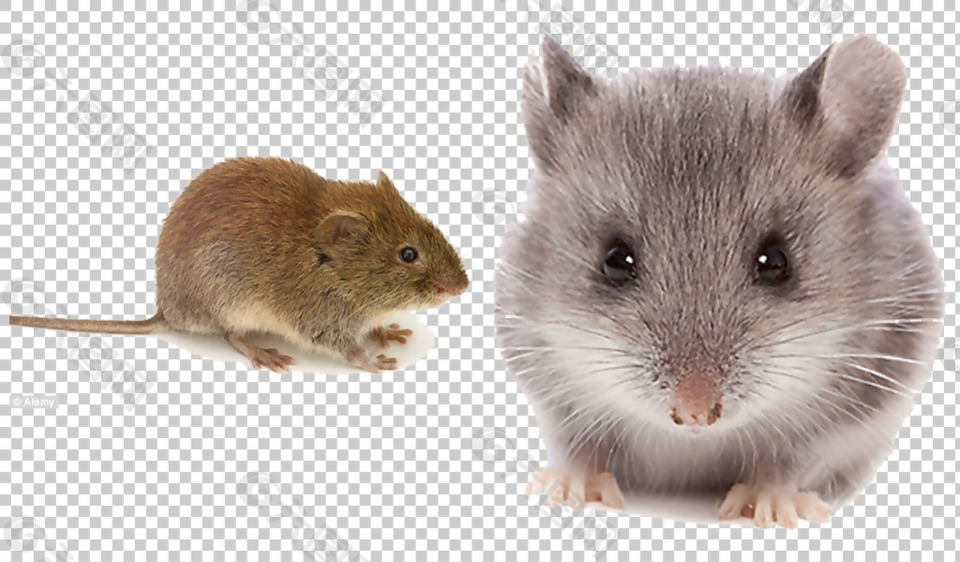 可爱的老鼠图片免抠png透明图层素材