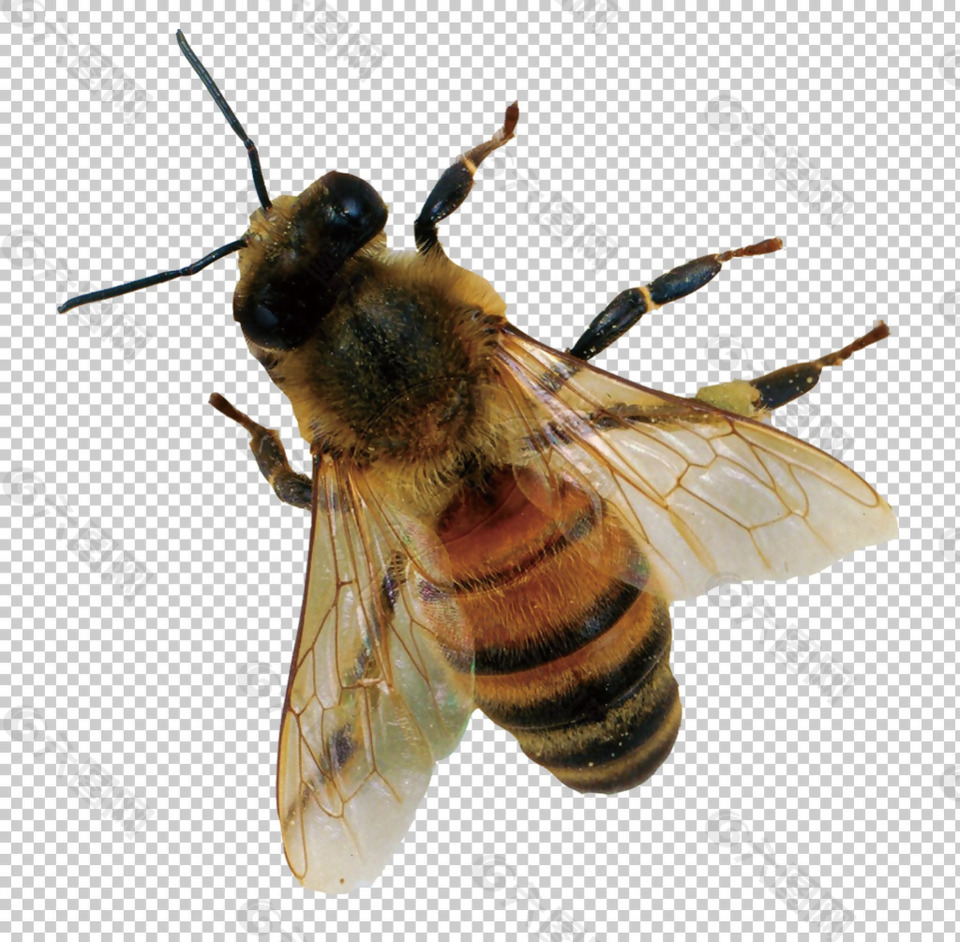 高清蜜蜂图片免抠png透明图层素材