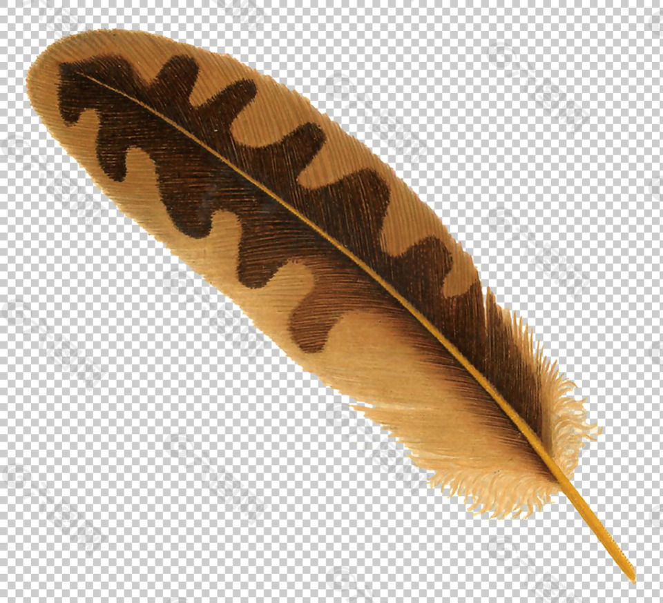棕色漂亮羽毛免抠png透明图层素材