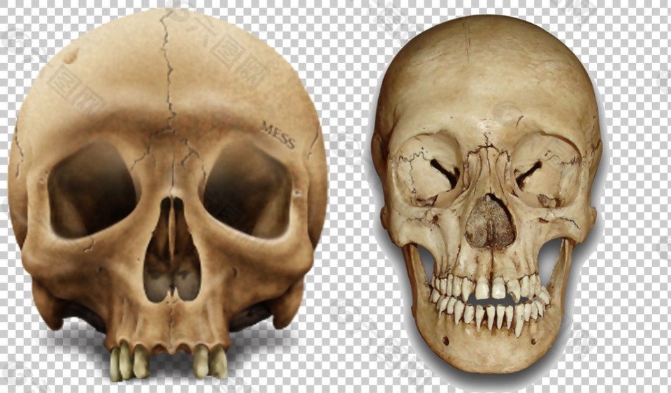 真人头骨免抠png透明图层素材