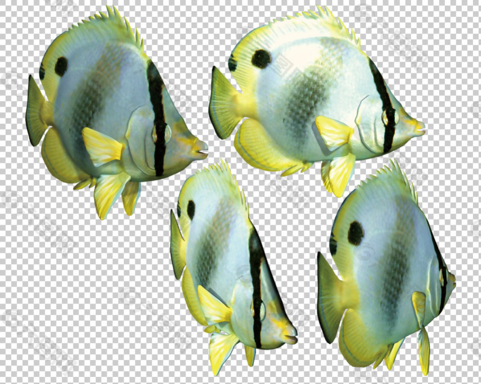 漂亮的热带鱼免抠png透明图层素材