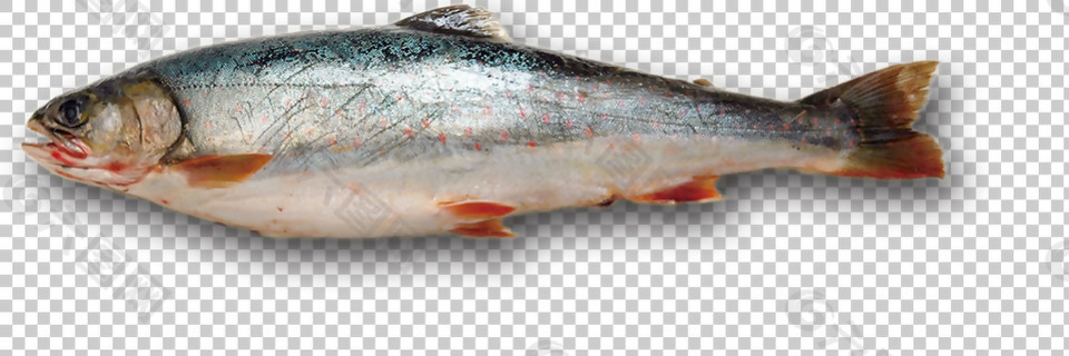 淡水鱼图片免抠png透明图层素材