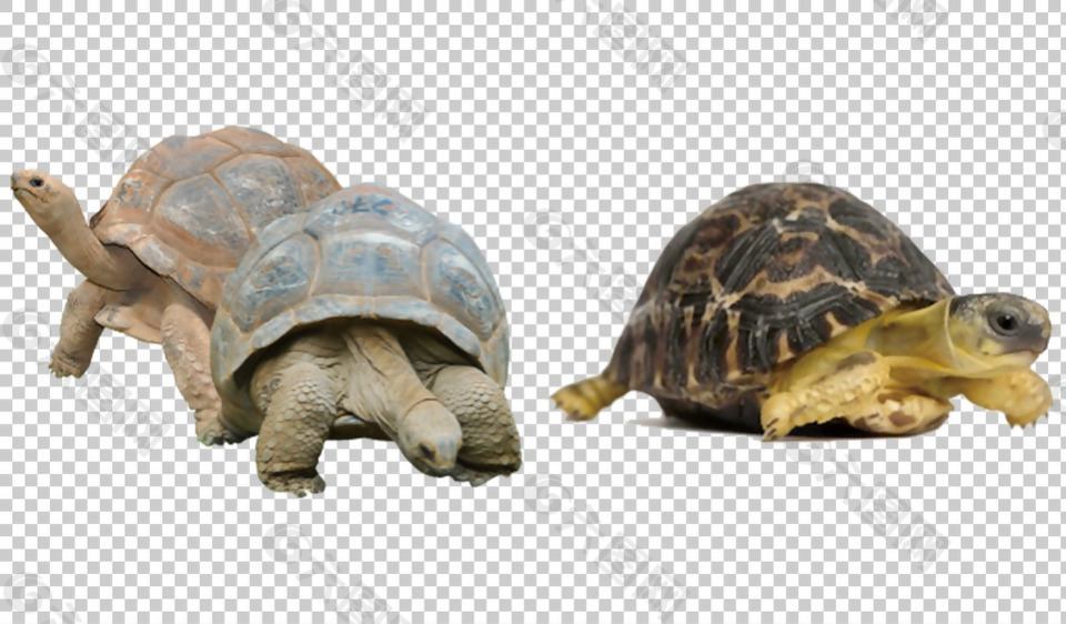 乌龟图片免抠png透明图层素材