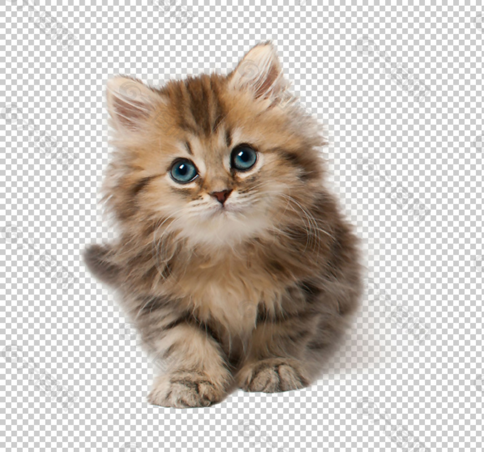 可爱小猫图片免抠png透明图层素材设计元素素材免费下载 图片编号 六图网