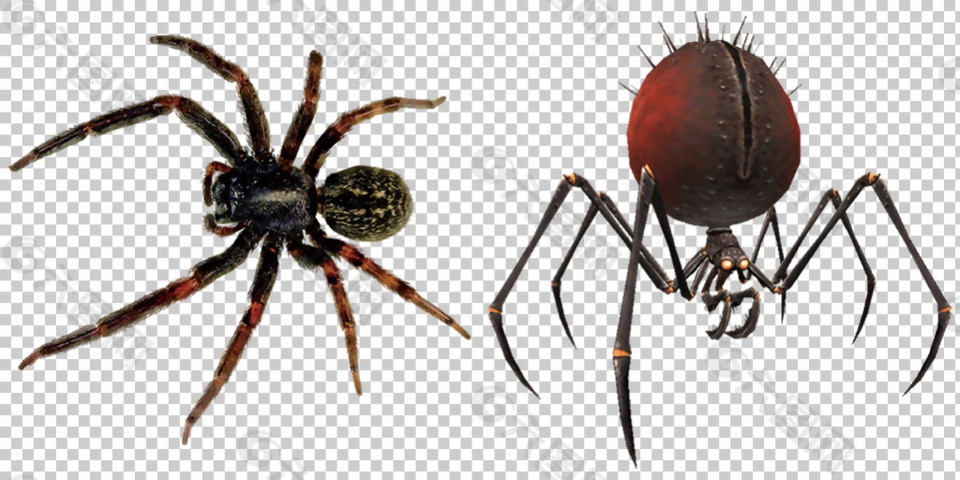 棕色蜘蛛免抠png透明图层素材