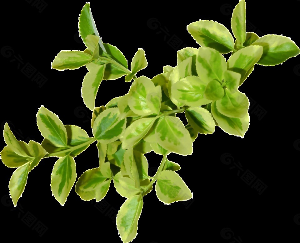 万年清绿叶PNG免抠素材