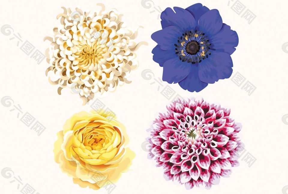 四朵美丽花朵图片素材