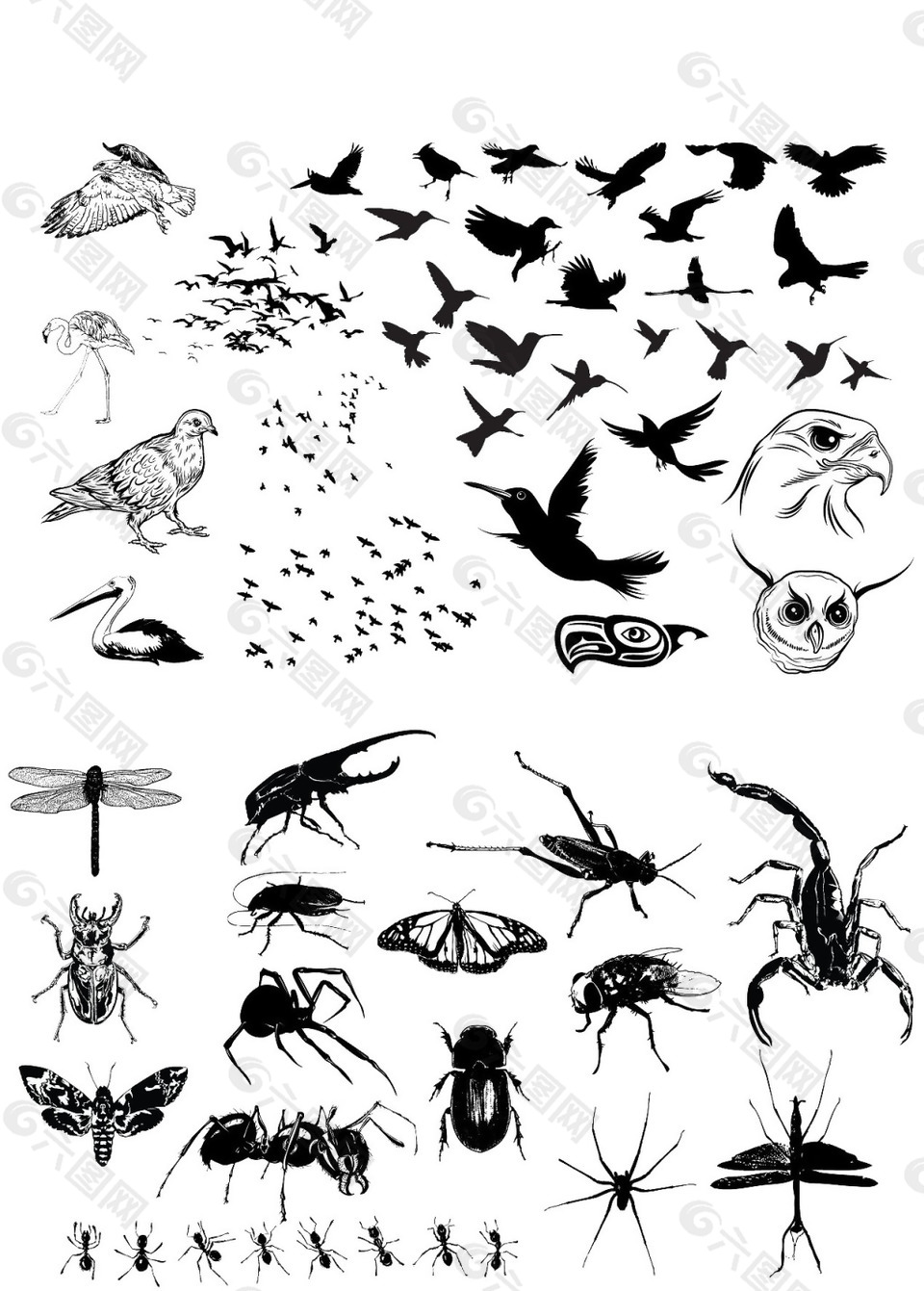 各类昆虫飞禽走兽汇总图片