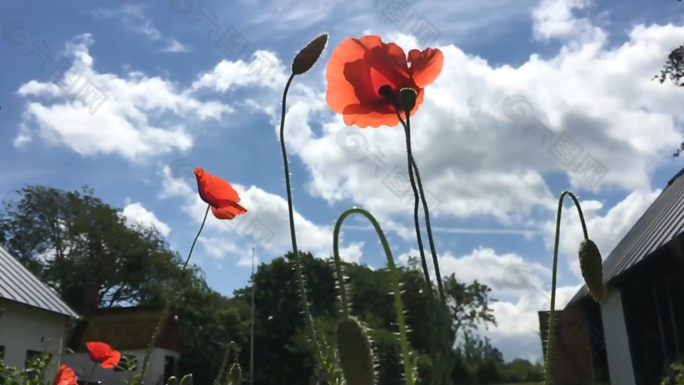 院子里迎风摇曳的花枝实拍视频素材