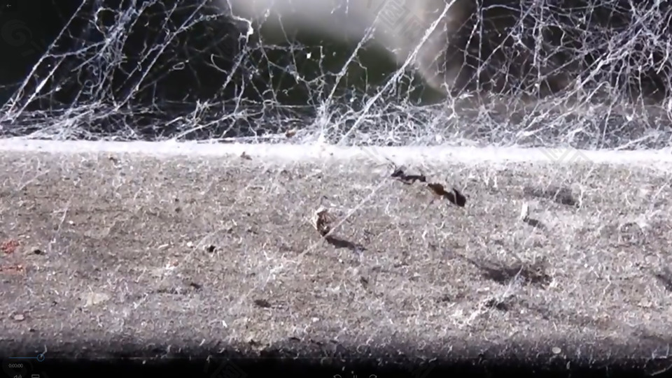 被困在蜘蛛网上的蚂蚁艰难逃走实拍视频