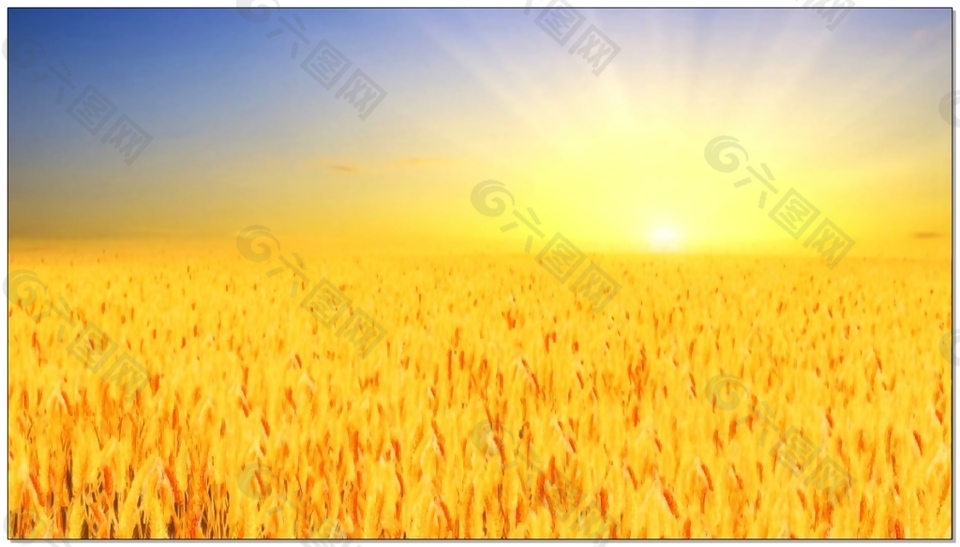 风吹麦浪视频素材