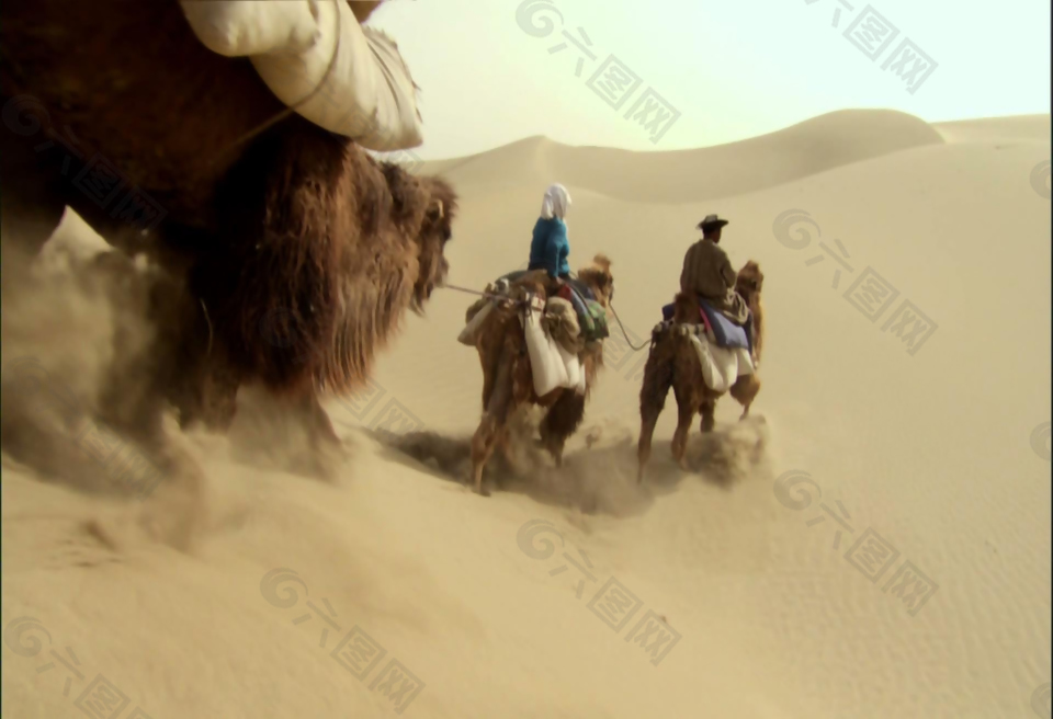 沙漠骆驼队视频素材