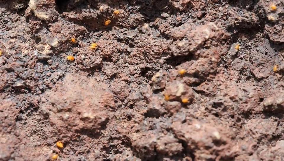 实拍泥土里乱爬的小虫子视频素材