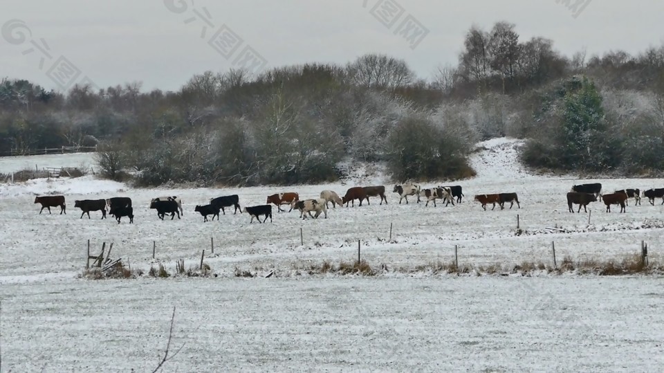 实拍冬季农场里草地上行走的奶牛视频素材