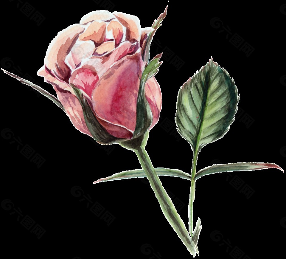 玫瑰花透明水彩花朵设计元素素材免费下载 图片编号 412 六图网