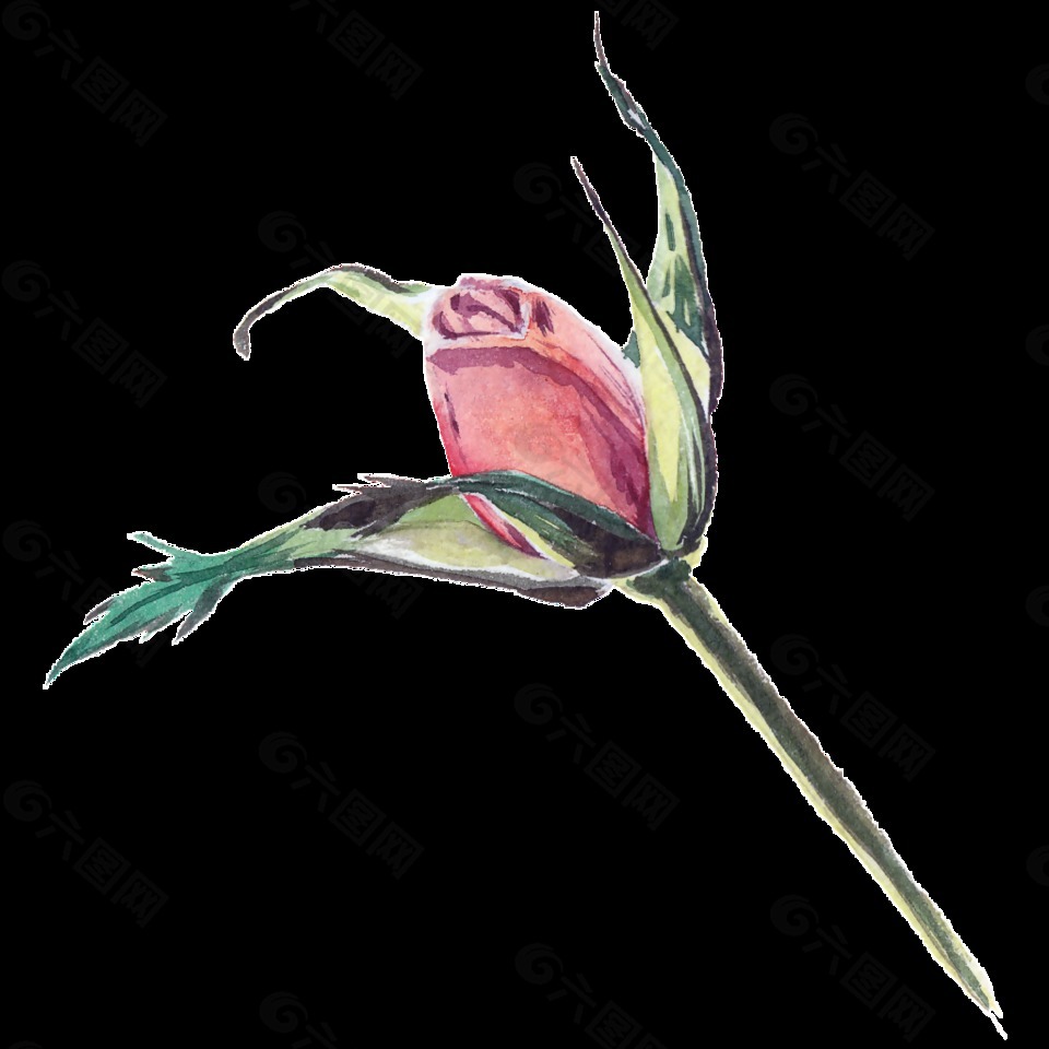 含苞待放的玫瑰花透明水彩花朵设计元素素材免费下载 图片编号 419 六图网