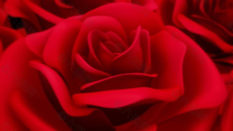 玫瑰花特写变化红色视频素材