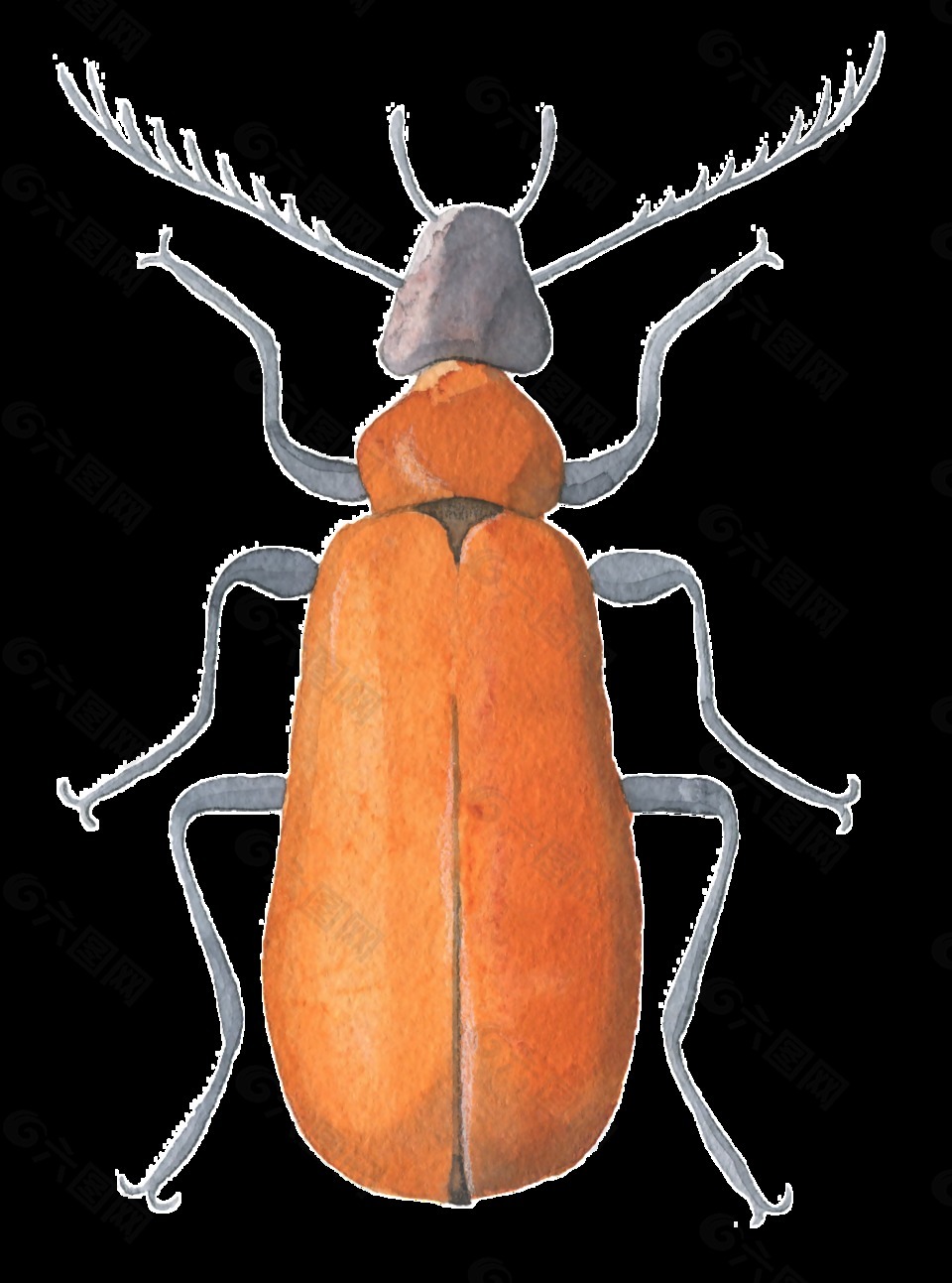橙色昆虫水彩透明装饰图案