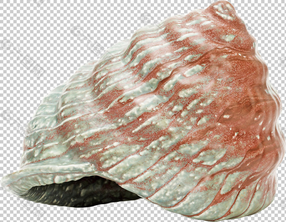 红色螺旋海螺免抠png透明图层素材