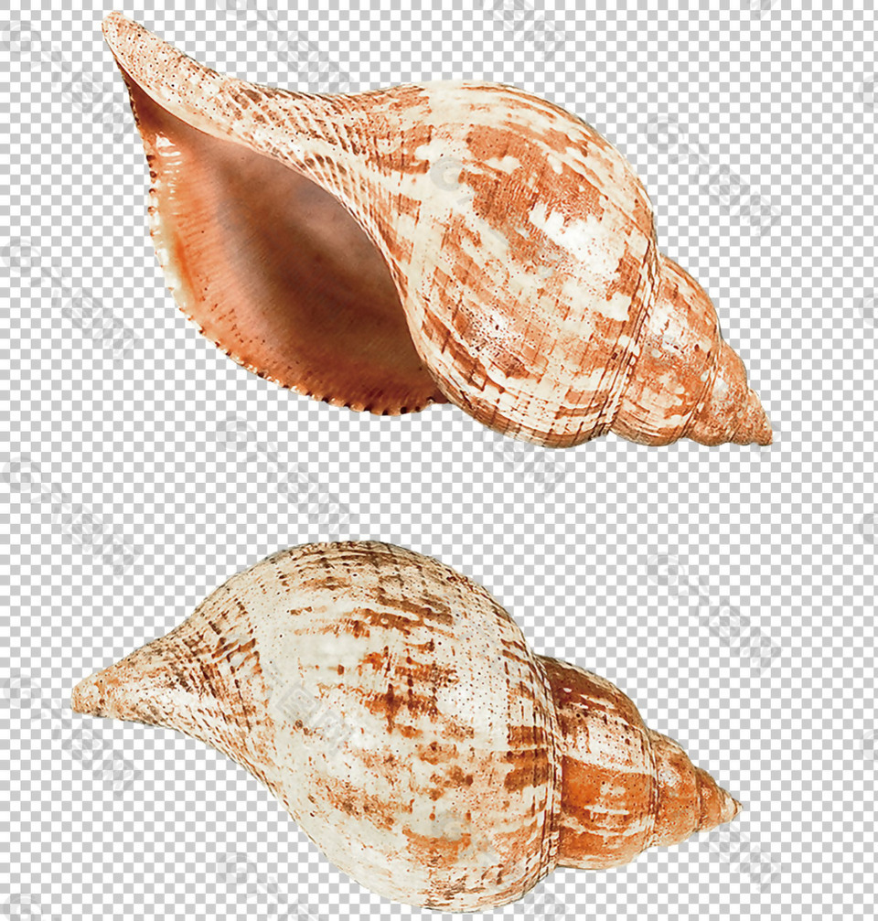 两种漂亮的棕色海螺免抠png透明图层素材