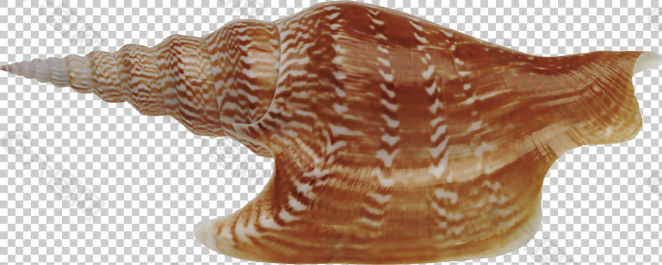 漂亮很尖的海螺免抠png透明图层素材