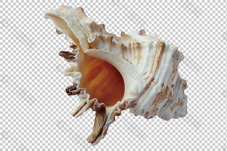 奇怪的海螺图片免抠png透明图层素材