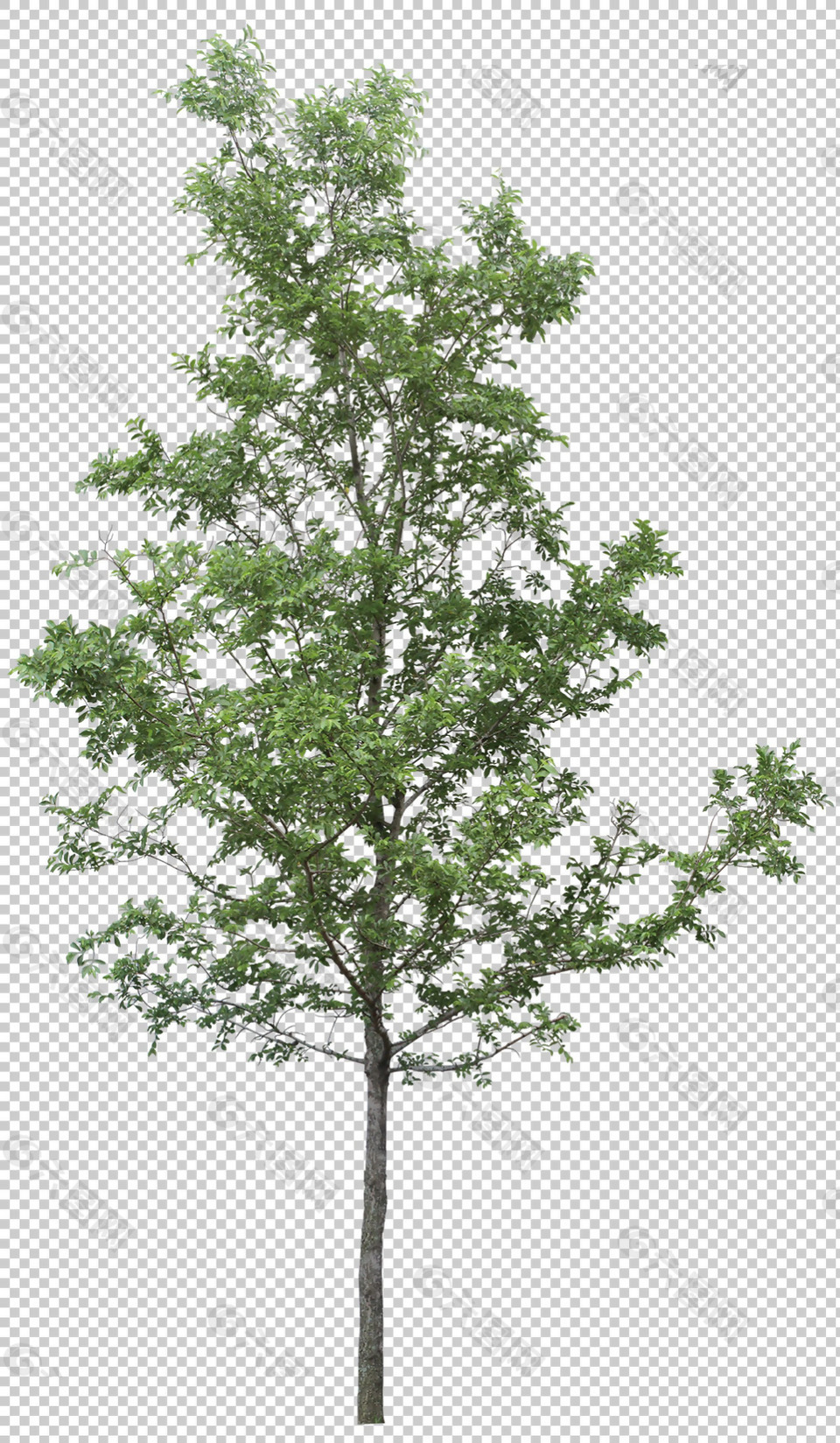 一颗绿色小树免抠png透明图层素材