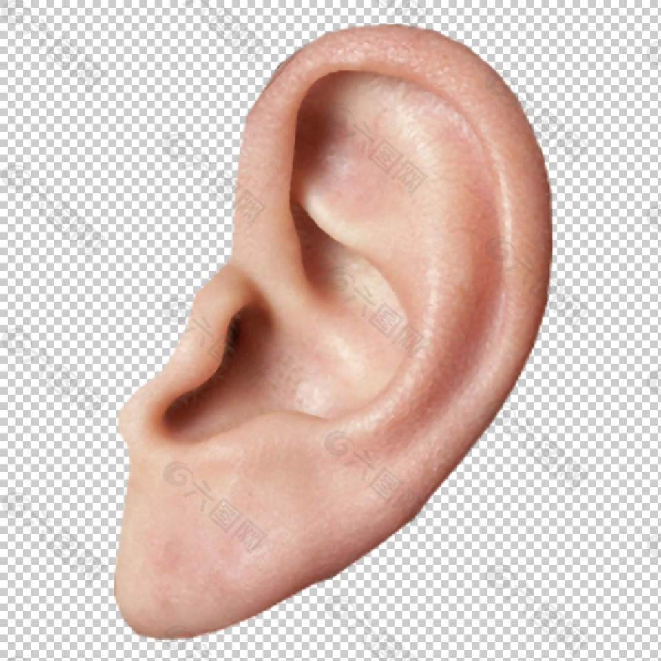 耳朵高清图免抠png透明图层素材