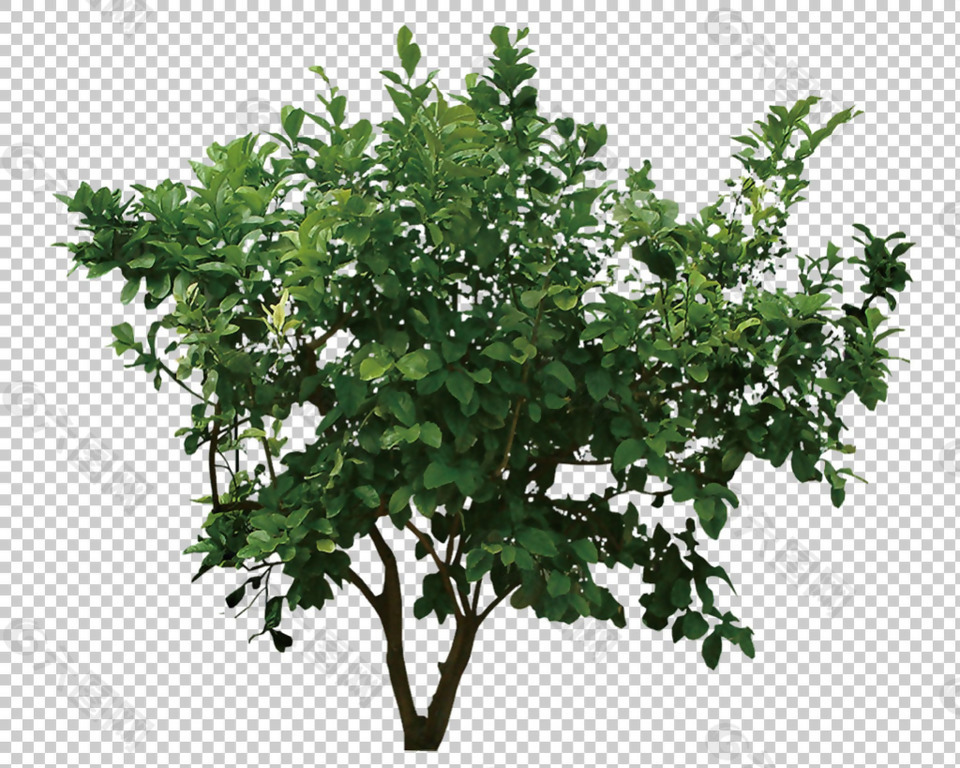 绿色树叶灌木免抠png透明图层素材
