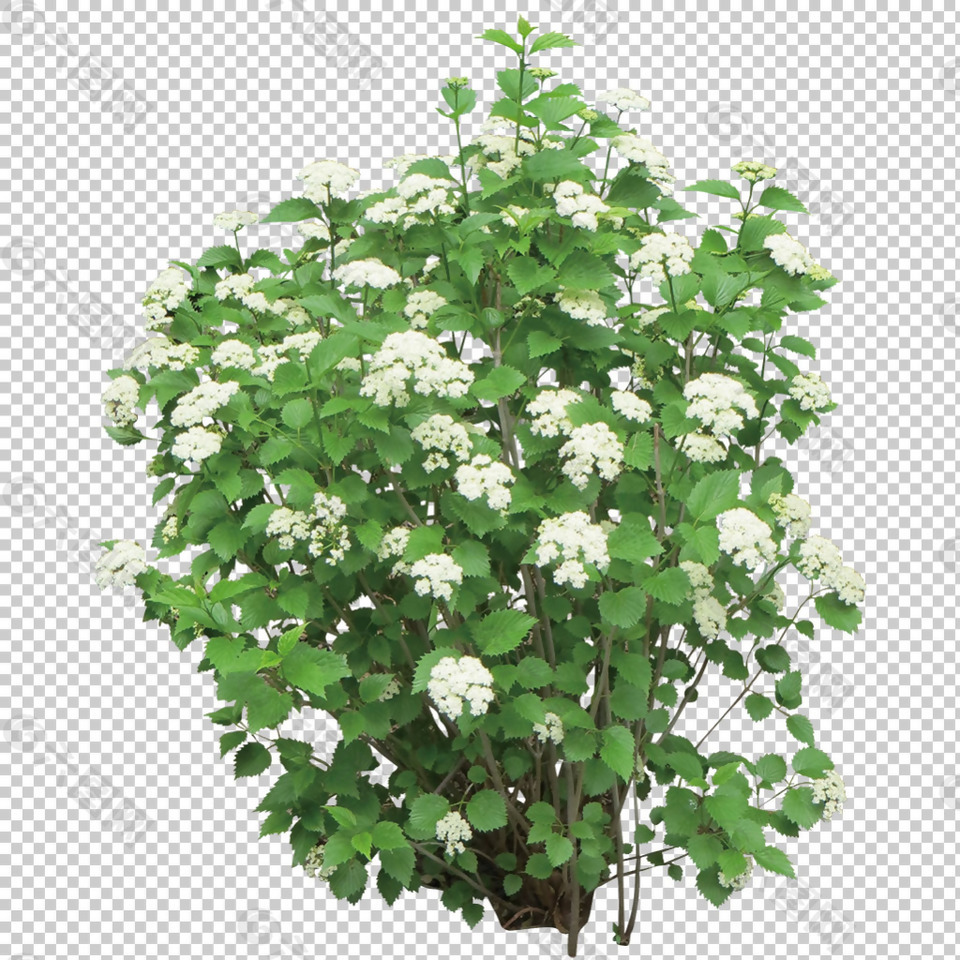 白色花朵灌木免抠png透明图层素材