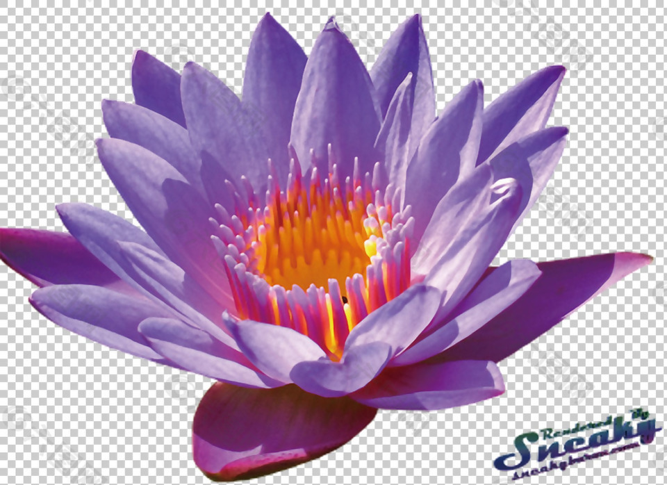 紫色睡莲简笔画图片