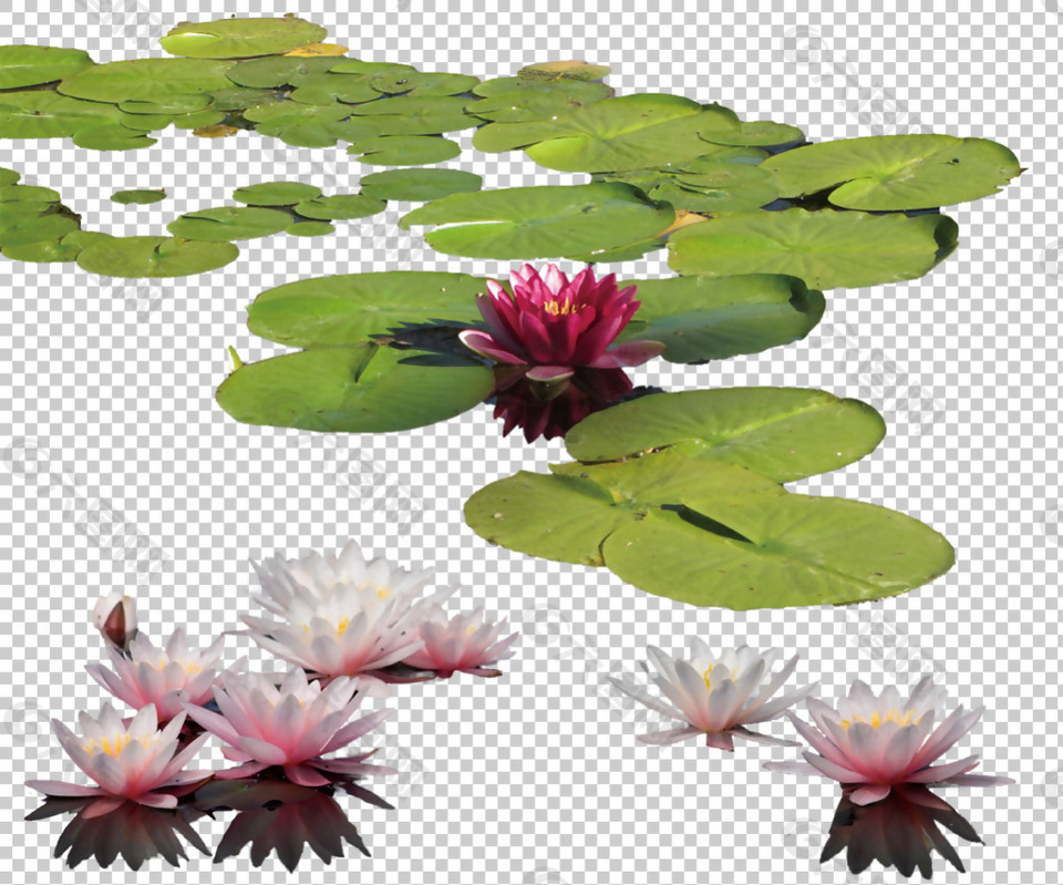 水中的睡莲免抠png透明图层素材设计元素素材免费下载 图片编号 六图网