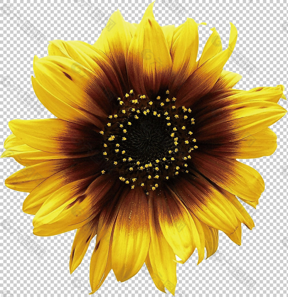 一朵黄色太阳花免抠png透明图层素材
