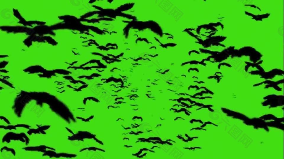 绿幕布可抠像的蝙蝠群飞行素材