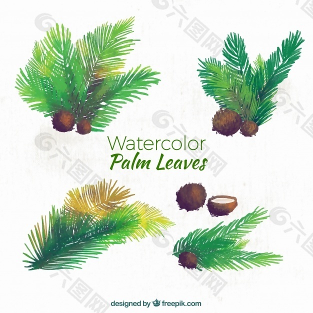 棕榈叶和水彩画椰子