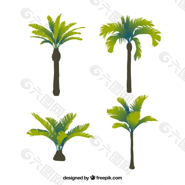 四种热带棕榈树