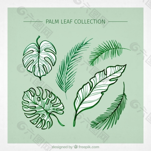绿色棕榈叶品种