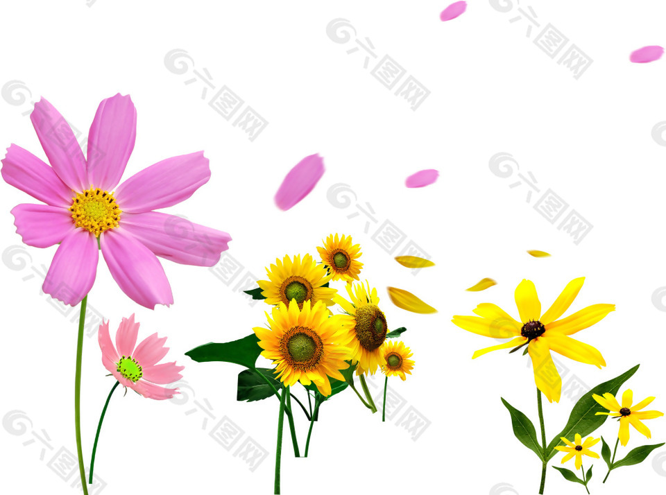 太阳花粉色花瓣png元素素材